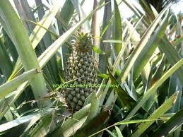 See sc food industries sdn bhd's products and suppliers. Cemara Food Industries No 70 Jalan Dagangan 2 Pusat Bertam Perdana Kepala Batas 2021