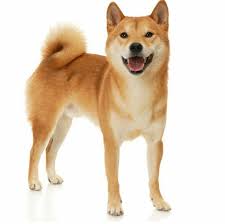 Welche kündigungsfristen gelten für wohnungen? Welche Hunderassen Sind Die Besten Fur Die Wohnung Hund Welpen Rasse