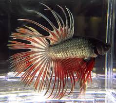 Copper Red 4 Ray Crowntail Male By Betta Bids Auction Usa Lower 48 Facebook Ikan Cupang Ikan