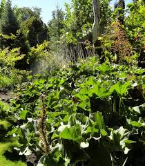 Image result for Gunnera perpensa