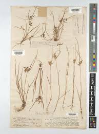 Image result for Pycreus pauper