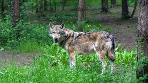 Über 100.000 bilder übersichtlich sortiert in kategorien. Falsches Bild Der Wolf Ist Kein Kuscheltier Landvolk Begrusst Niedersachsens Vorgehen Und Will Nachbesserungen Fur Bund Eu Celler Presse Was Celle Bewegt