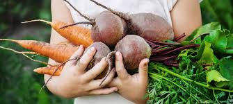 Conception De Repas Avec Fruits Et Legumes Locaux Shcb