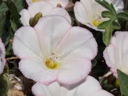 Image result for Convolvulus arvensis