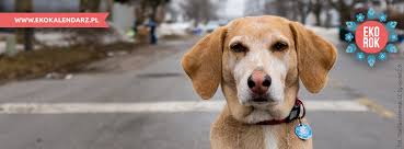 Obchodzony jest co roku 26 sierpnia, na pamiątkę adopcji psa o imieniu sheltie, którego przygarnęła pod swój dach . Dzien Psa Eko Kalendarz