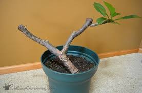 While plumeria plants ( plumeria rubra ) grow best when planted in the ground, you can grow the ideal time to prune your plumeria is in the late winter or early spring while it's still dormant. Plumeria Plant Care Guide How To Grow Plumeria Plants