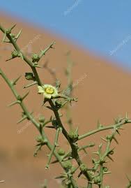 Image result for Acanthosicyos