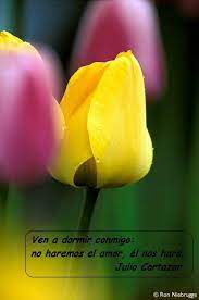 Pin By Elizabeth On Tulipanes Flowers Tulips Rose