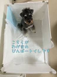 進化したトイレ ミニチュアシュナウザー トミーとラルフの生活 犬のトイレ 犬の部屋 犬のケージアイデア