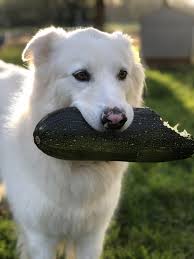 When humans prepare zucchini, we usually add all kinds of delicious oils and spices. She Loves To Eat Zucchini Whatswrongwithyourdog