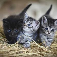 Cats that tend to be greasy, also tend to have stud tail. Cat Time Stud Tail In Cats Symptoms Causes Treatments Homesitters Ltd