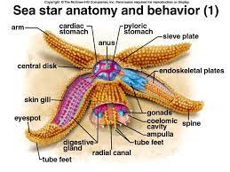 0617al Jpg 640 480 Sea Star Anatomy Star Classification