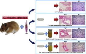 The original free picture resize and crop tool since 2005! Nanoencapsulated Curcumin And Praziquantel Treatment Reduces Periductal Fibrosis And Attenuates Bile Canalicular Abnormalities In Opisthorchis Viverrini Infected Hamsters Sciencedirect