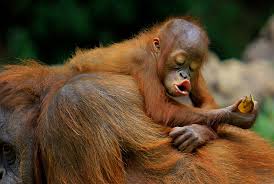 They are found in the rainforests of borneo and sumatra, but during the pleistocene they ranged throughout southeast asia and south china. Kebun Binatang Belanda Comblangkan Orangutan Republika Online