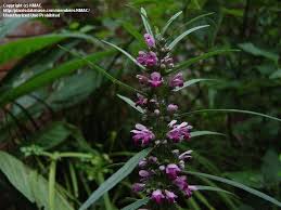 Image result for Leonurus japonicus