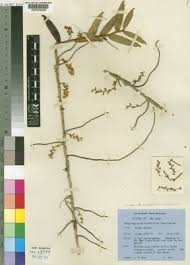 Image result for Rhipidoglossum delepierreanum