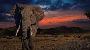 Elephants Have Many Rare Qualities - Last Call Trivia