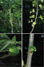 Image result for Acalypha lanceolata