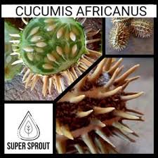 Image result for Cucumis africanus