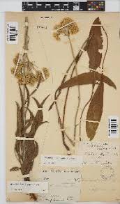 Image result for Helichrysum cephaloideum