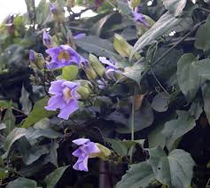 Image result for Thunbergia reticulata