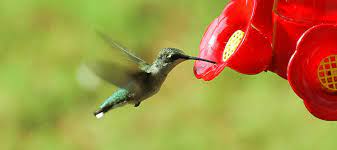 If you are wondering where you can get your hand on a hummingbird flower, here are some ideas: Hummingbirds In Texas How To Welcome Them To Your Yard Abc Blog