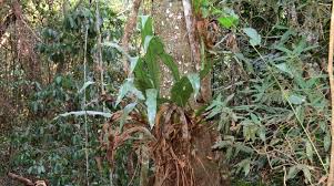 Image result for Micrococca capensis