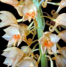 Image result for Microglossa densiflora