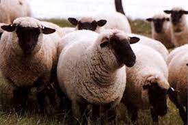 Printre oile de carne iar oile care au fost crescute în rusia pot fi numite rasa romanov, care a fost crescută acum 200 de ani și este, prin urmare, cel mai vechi tip de oi rasarit în rusia. Top 5 Rase De Oi De Carne Care Merg Crescute Foarte Bine In Romania