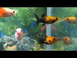 Perbedaan Ikan Molly Dan Platy Youtube