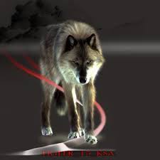 صور ذئاب صور ذئب مكتوب عليها كلام wolf pictures fox animals