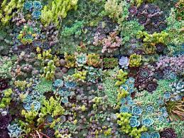 Several cultivars in the group sedum album share this characteristic. Sedum Sarmentosum Hgtv