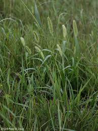 Image result for Setaria viridis