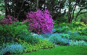 Rhododendron Olga Mezitt With Old Fashioned Forget Me Nots Seeding Around Cady S Falls Nursery Shade Garden Woodland Garden Beautiful Flowers Garden