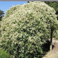 Maybe you would like to learn more about one of these? Sweet Autumn Clematis Plants For Sale Free Shipping