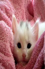 cute cat kitten cat fluffy cat cute animals cats fur cat care pets cats kittens cutest