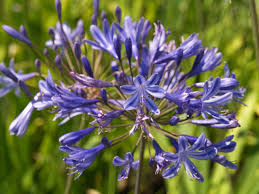 Image result for Agapanthus africanus