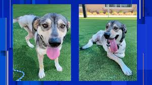 San antonio humane society, san antonio, tx. Dog Rescued From Coyote Trap In San Antonio Is Searching For Her Forever Home