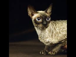 Russian blue balinese cat hypoallergenic cats. There S No Such Thing As A Hypoallergenic Cat Science Smithsonian Magazine