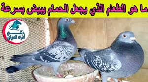 علاج الضعف الجنسي سريعا 2021. Ù…Ø§ Ù‡Ùˆ Ø§Ù„Ø·Ø¹Ø§Ù… Ø§Ù„Ø°ÙŠ ÙŠØ¬Ø¹Ù„ Ø§Ù„Ø­Ù…Ø§Ù… ÙŠØ¨ÙŠØ¶ Ø¨Ø³Ø±Ø¹Ø© Youtube