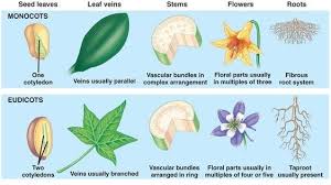 Talk2bio Tracheophytes Biology Plants Plant Science Plants