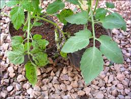 Image result for tomato seedling pseudomonas syringae pv tomato symptoms