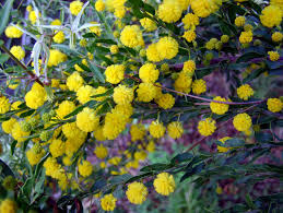 Image result for Alinula paradoxa