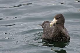 Large Grey Bird With White Ring Around Neck Southern Giant Petrel Macronectes Giganteus Also Known As The Antarctic Giant Petrel Giant Fulmar Stinker And Stinkpo Sea Birds Wild Birds Southern Ocean