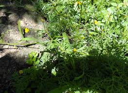 Image result for Chrysanthellum