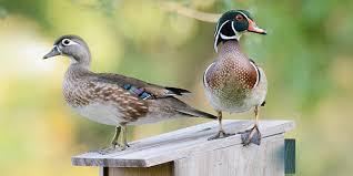 wood duck national wildlife federation