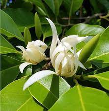 10 Seeds Magnolia X Alba White Champaca Tree Ornamental Fragrant Flowers Blooming Trees Ornamental Trees