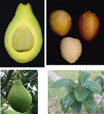 Growing avocado trees at home can be tricky. Avocado History Biodiversity And Production Springerlink