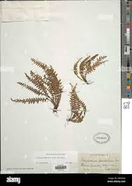 Image result for Lellingeria