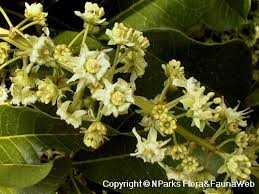 Image result for Blighia